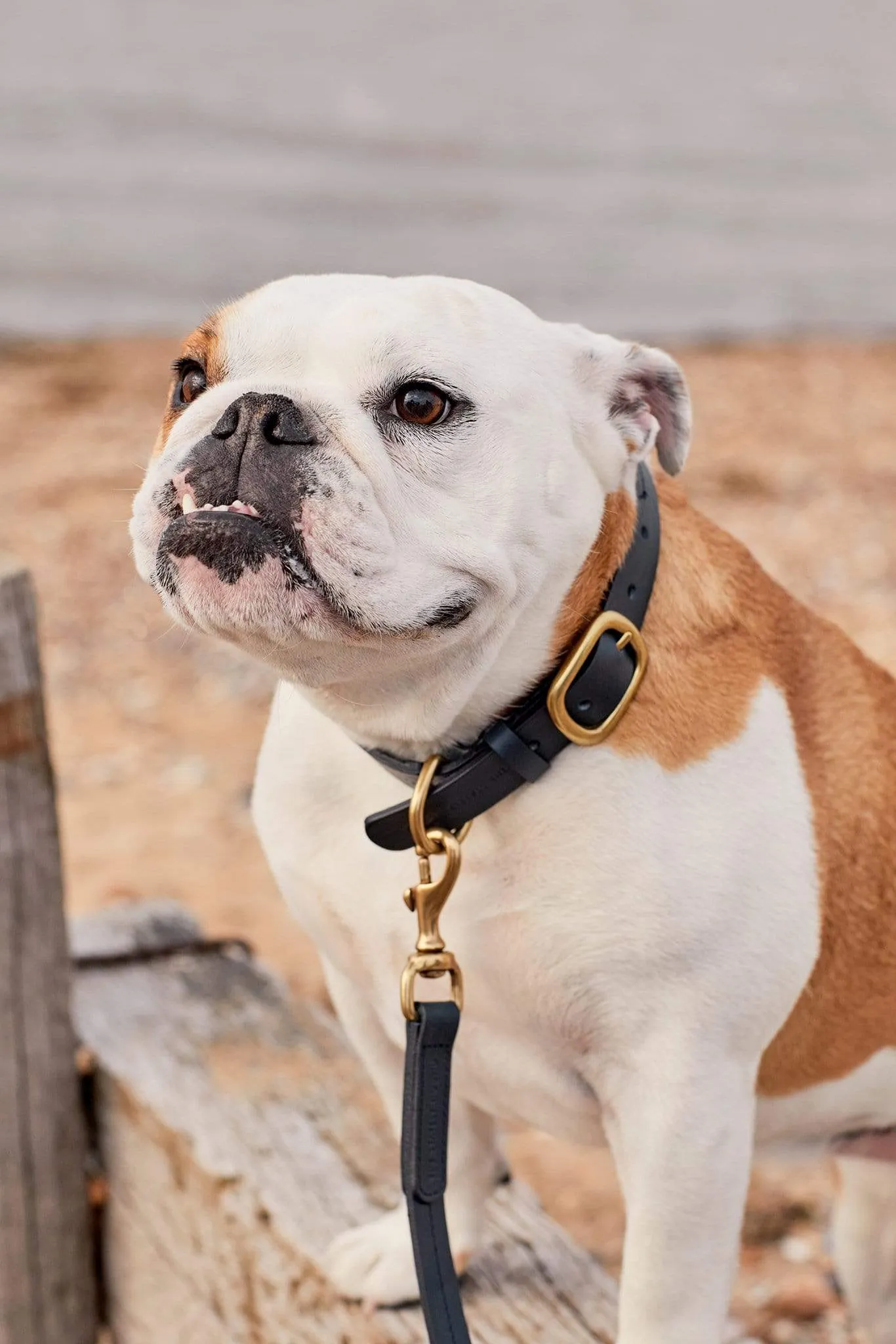 Luxury Dark Blue Leather Dog Collar with Center Ring, Handmade in the UK